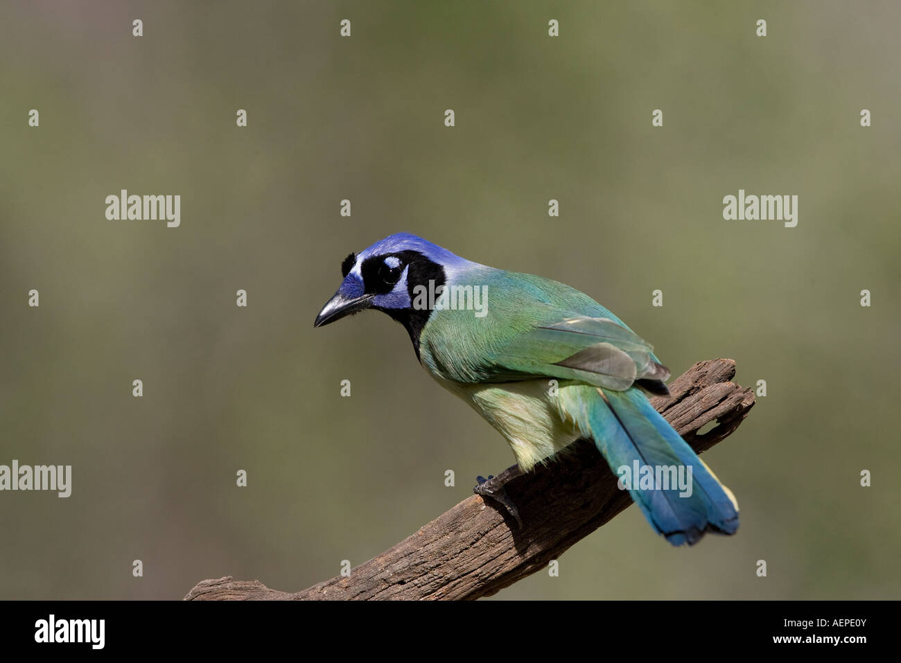 Jay verde Foto Stock