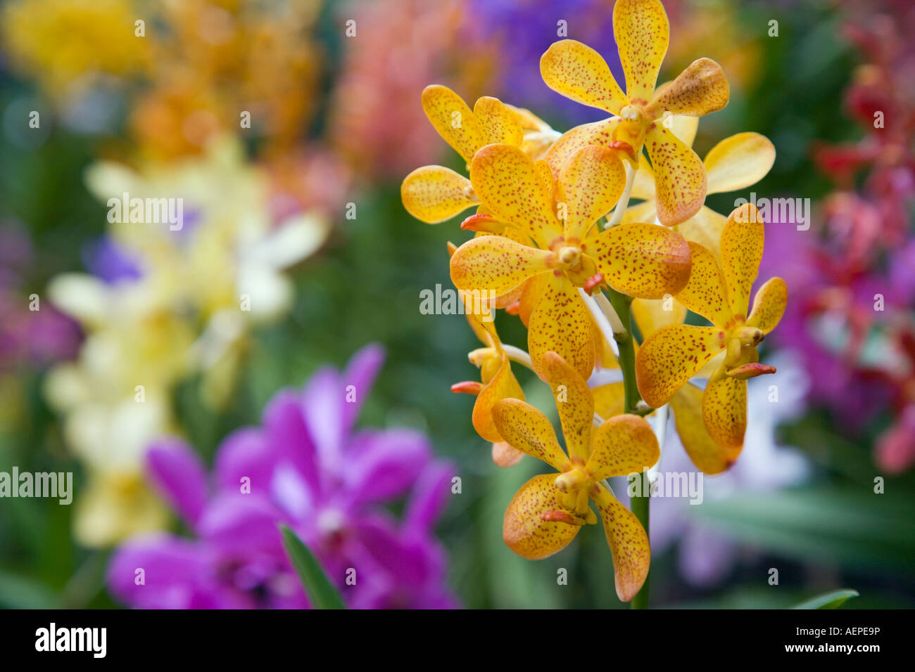 Giallo Dendrobium fiori di orchidea fino in prossimità di piante colorate. Nazionale giardini di orchidee Singapore Foto Stock