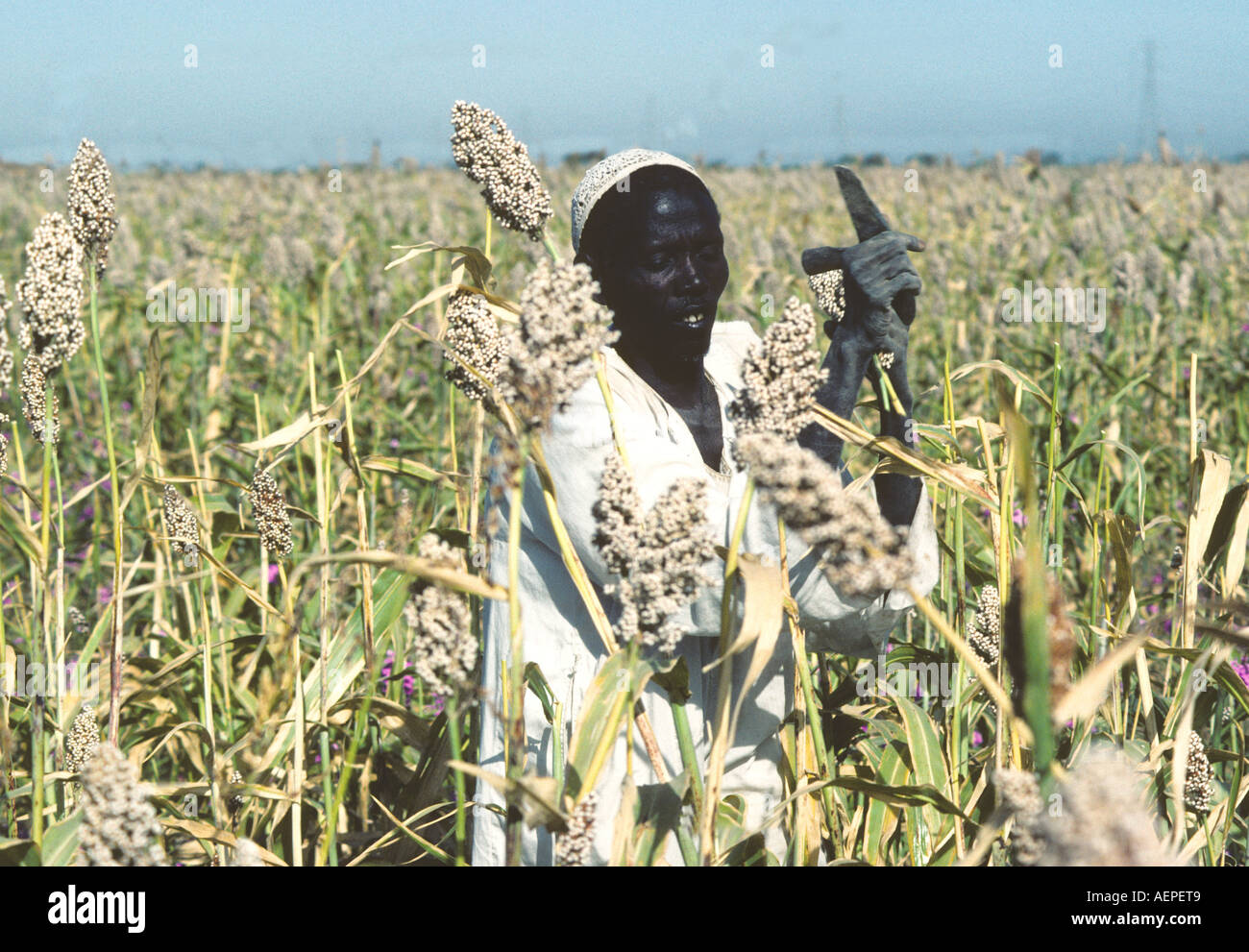 Sudan: uomo raccoglie SOGRUM Foto Stock