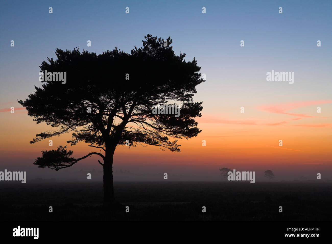 Stagliano alberi di pino sulla nuova foresta brughiera all'alba Foto Stock