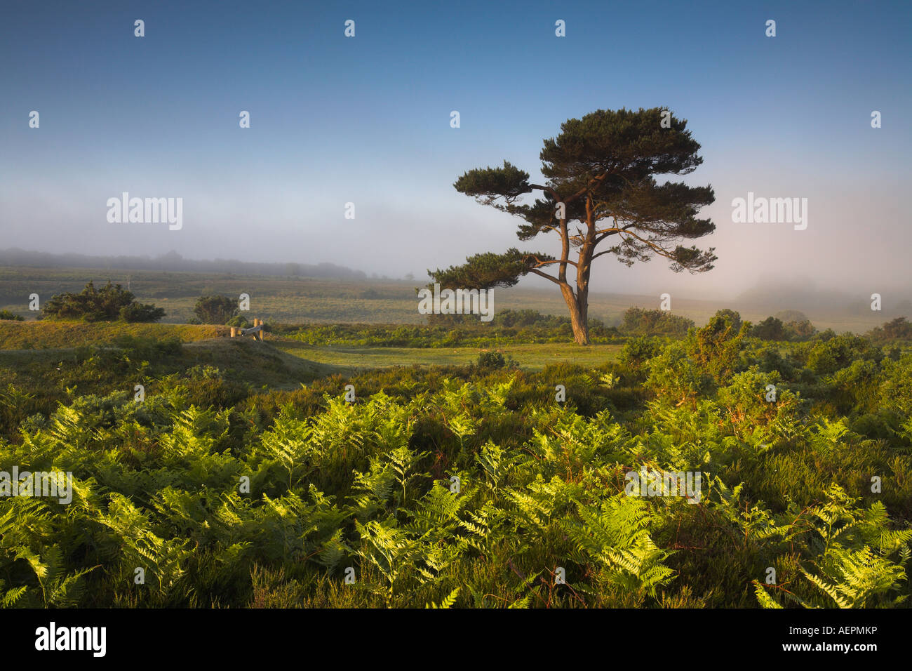 Mattina di primavera sulla brughiera nel nuovo Parco Nazionale della Foresta Foto Stock