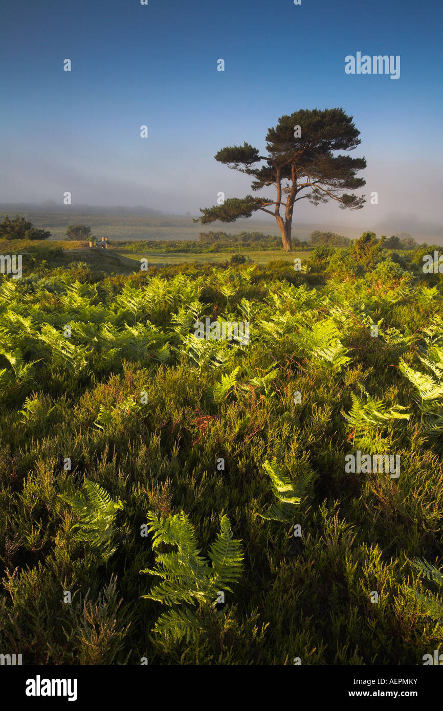 In estate sul nuovo Parco Nazionale Foreste brughiera Foto Stock