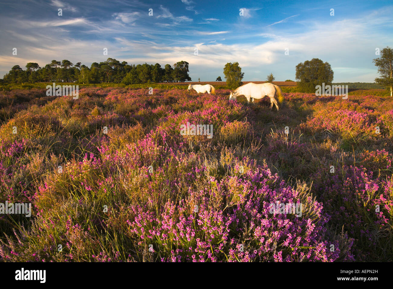 New Forest pony pascolare tra le eriche, New Forest National Park Foto Stock