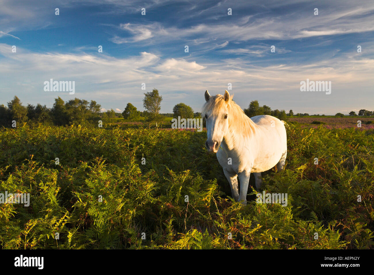 New Forest Pony pascolano in bracken, New Forest National Park Foto Stock