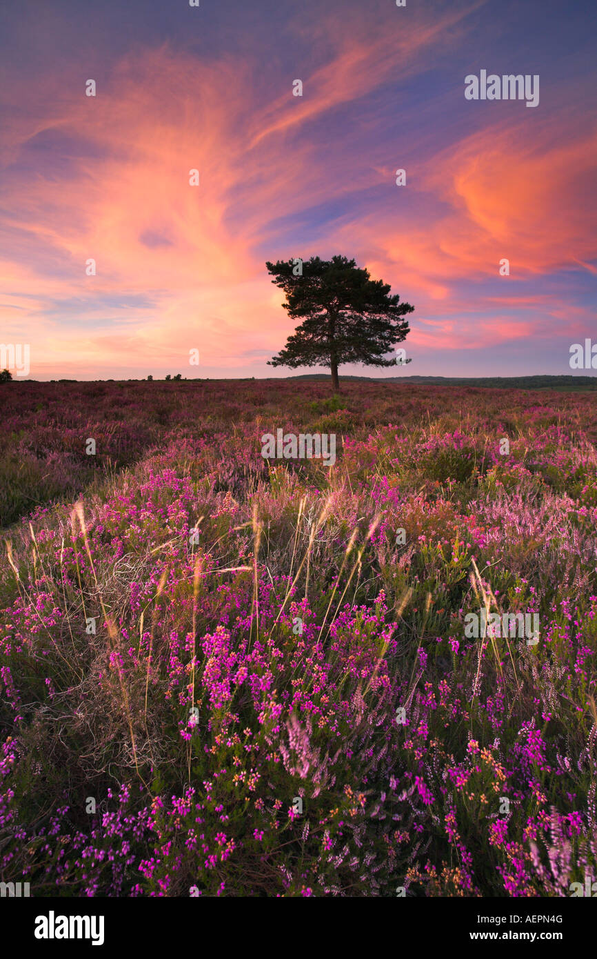 Serata estiva sulla moquette heather brughiera del nuovo Parco Nazionale della Foresta Foto Stock