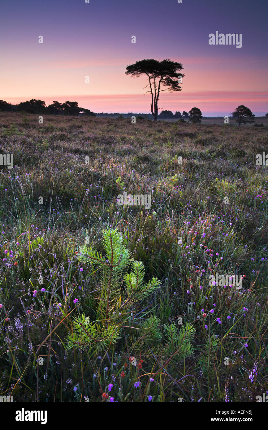 Piccolo pino crescente tra i heather sulla pianura Wilverley, Nuova Foresta Foto Stock