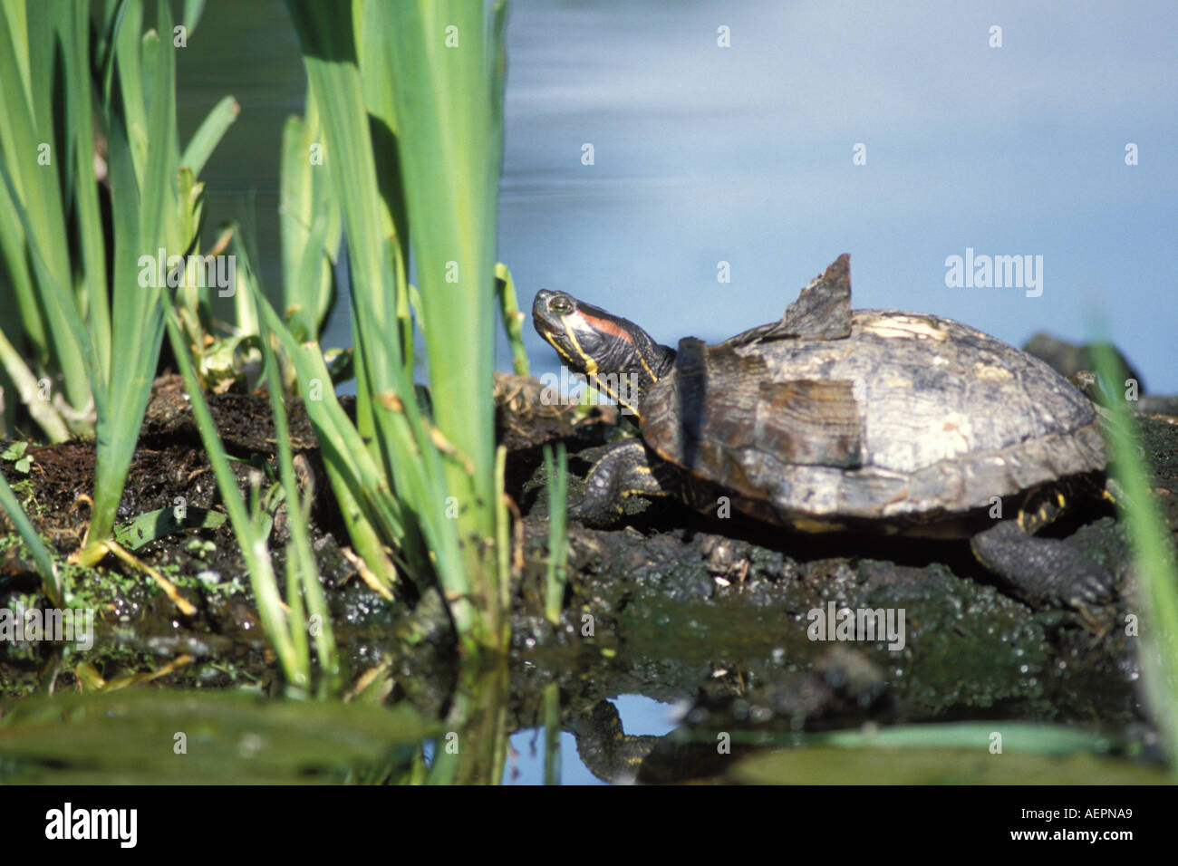 Dipinto di turtle Chrysemys picta su un log in Lago Washington Washington Foto Stock