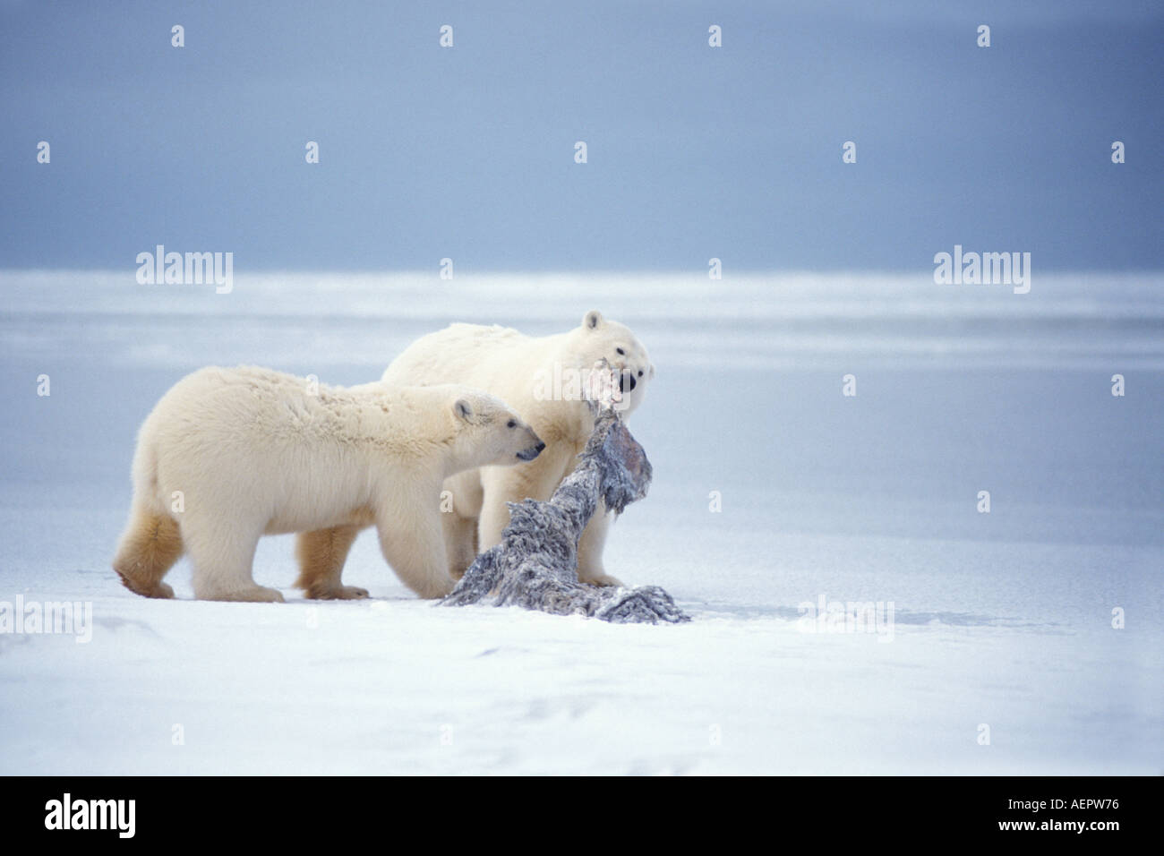 Orso polare Ursus maritimus seminare con lavaggio cub sulla banchisa del 1002 area Arctic National Wildlife Refuge Alaska Foto Stock