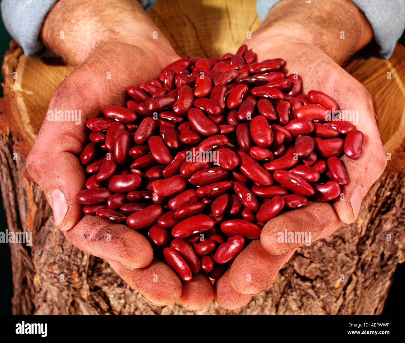 L'agricoltore che detiene I FAGIOLI Foto Stock