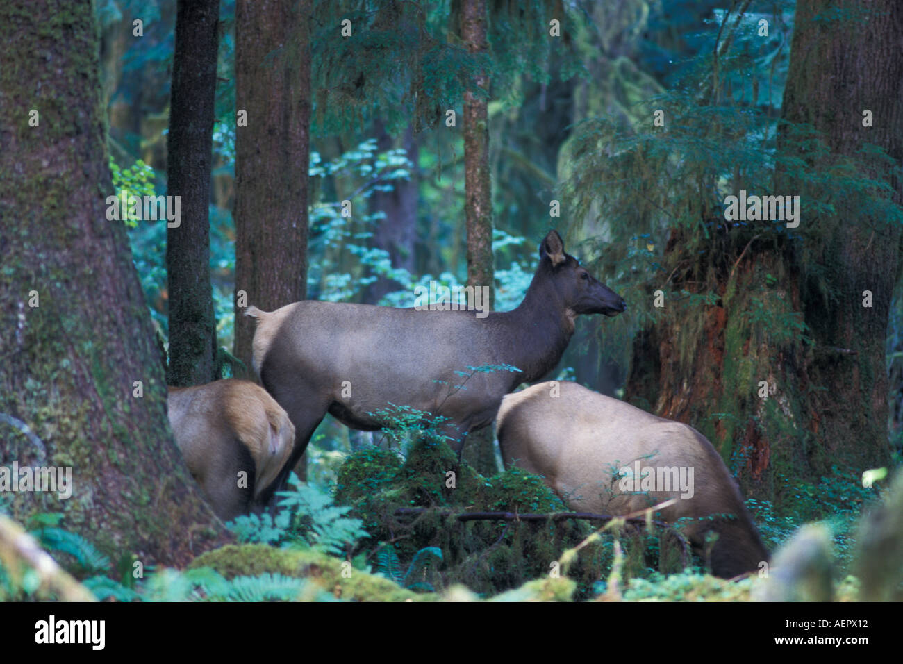 Alce Cervus elaphus cow nella foresta pluviale del Parco Nazionale di Olympic Olympic Peninsula Washington Foto Stock