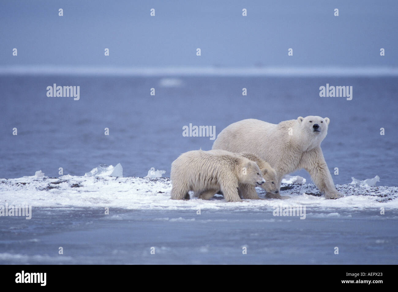 Orso polare Ursus maritimus seminare con i cuccioli su uno spiedo di ghiaia con l'Oceano Artico Arctic National Wildlife Refuge Alaska Foto Stock