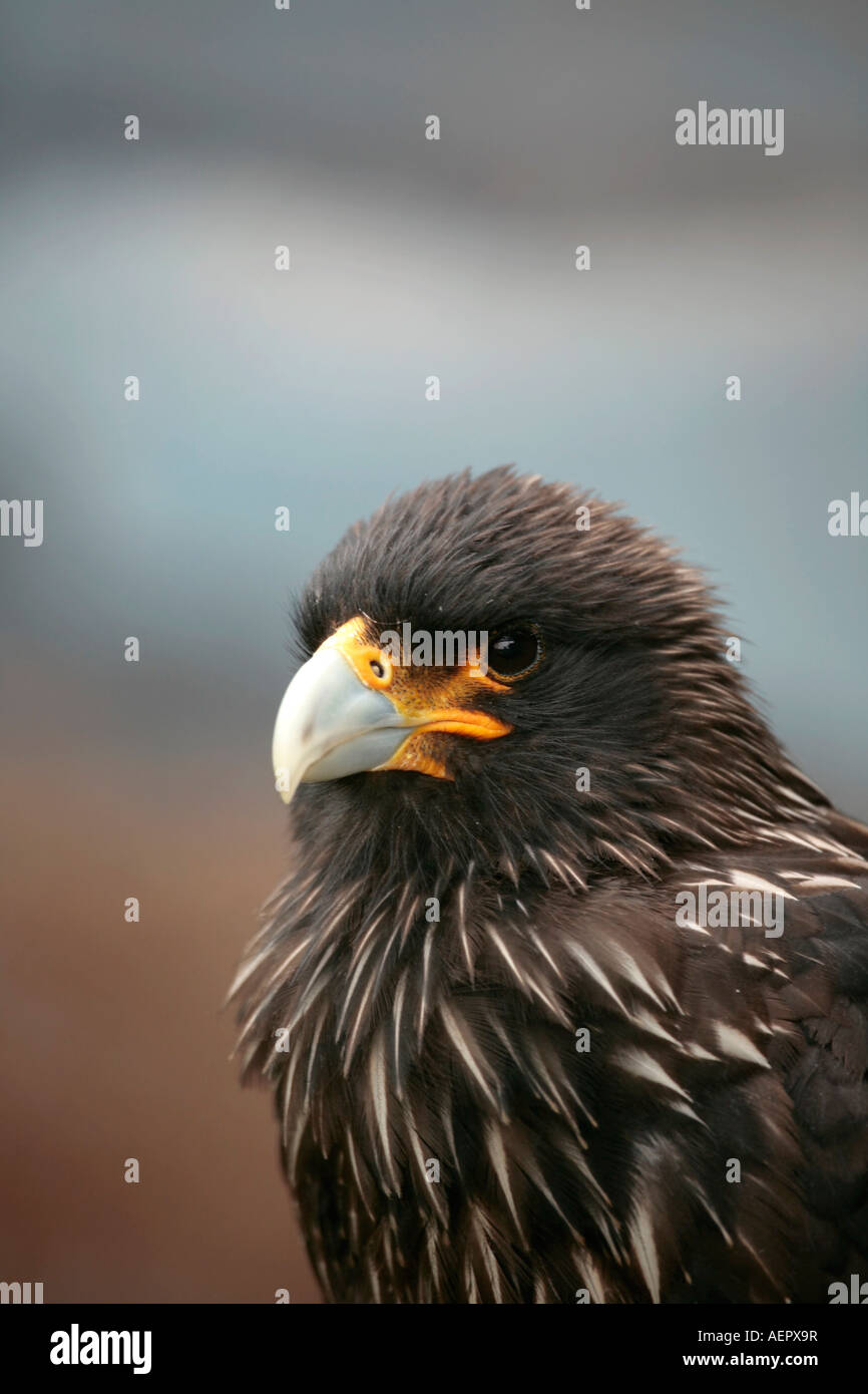 Caracara striata per adulti (Phalcoboenus australis) Foto Stock