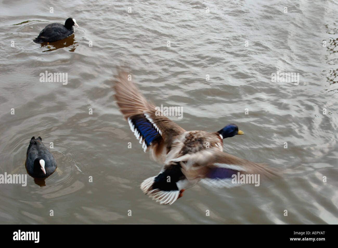 Maschio di Mallard Duck in volo Foto Stock