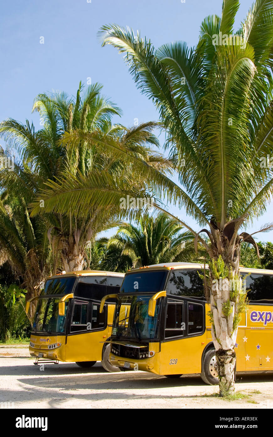 Costa Maya Chacchoben sito archeologico moderni bus tour messico Foto Stock