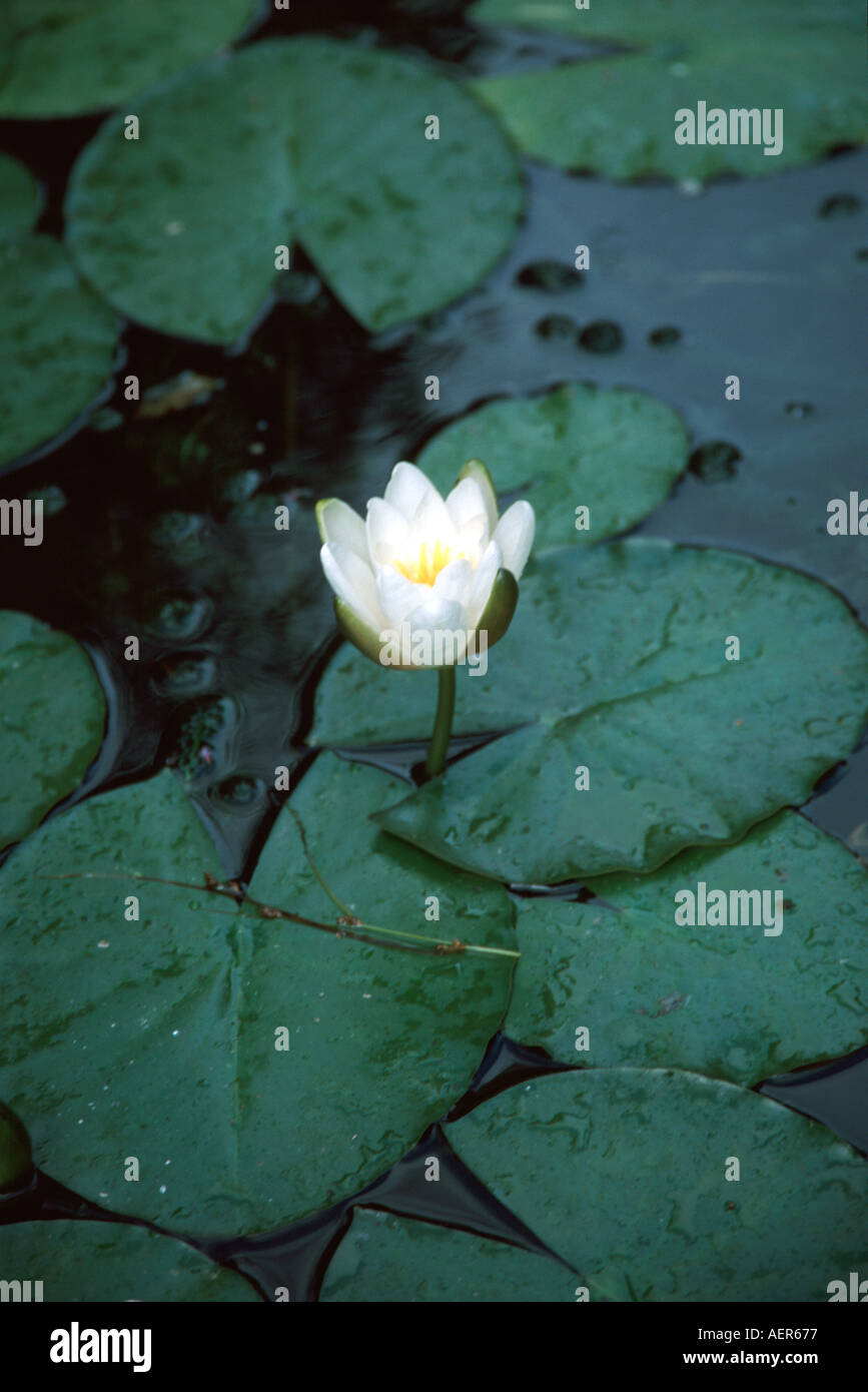 Acqua Giglio Fiore inil Lost Gardens of Heligan in Cornovaglia Foto Stock