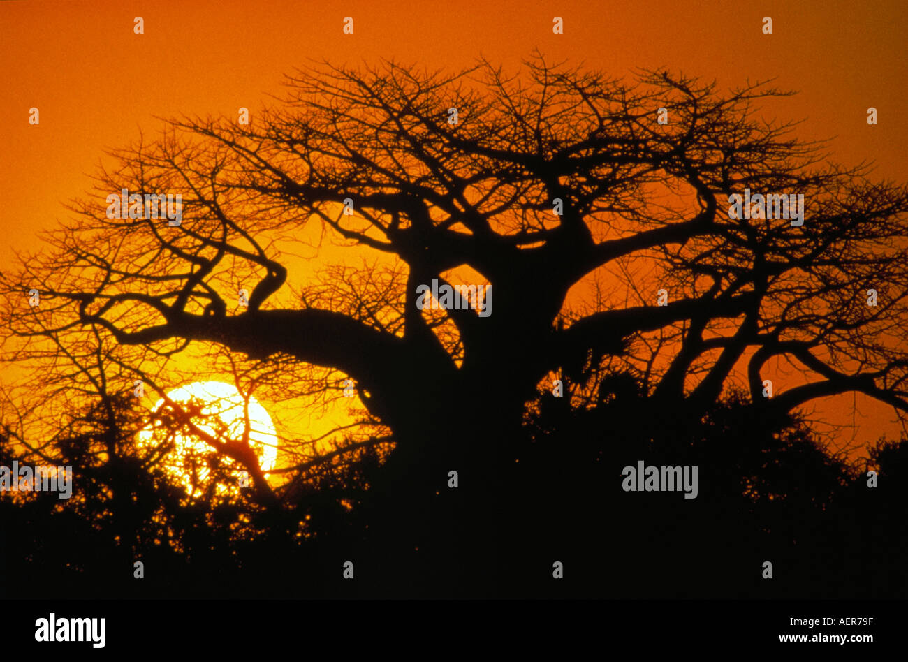 Albero della savana al tramonto serengeti nationalpark tanzania Foto Stock