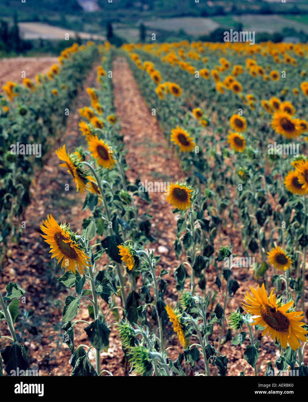 Righe di sun fiori che crescono nel paesaggio francese Foto Stock