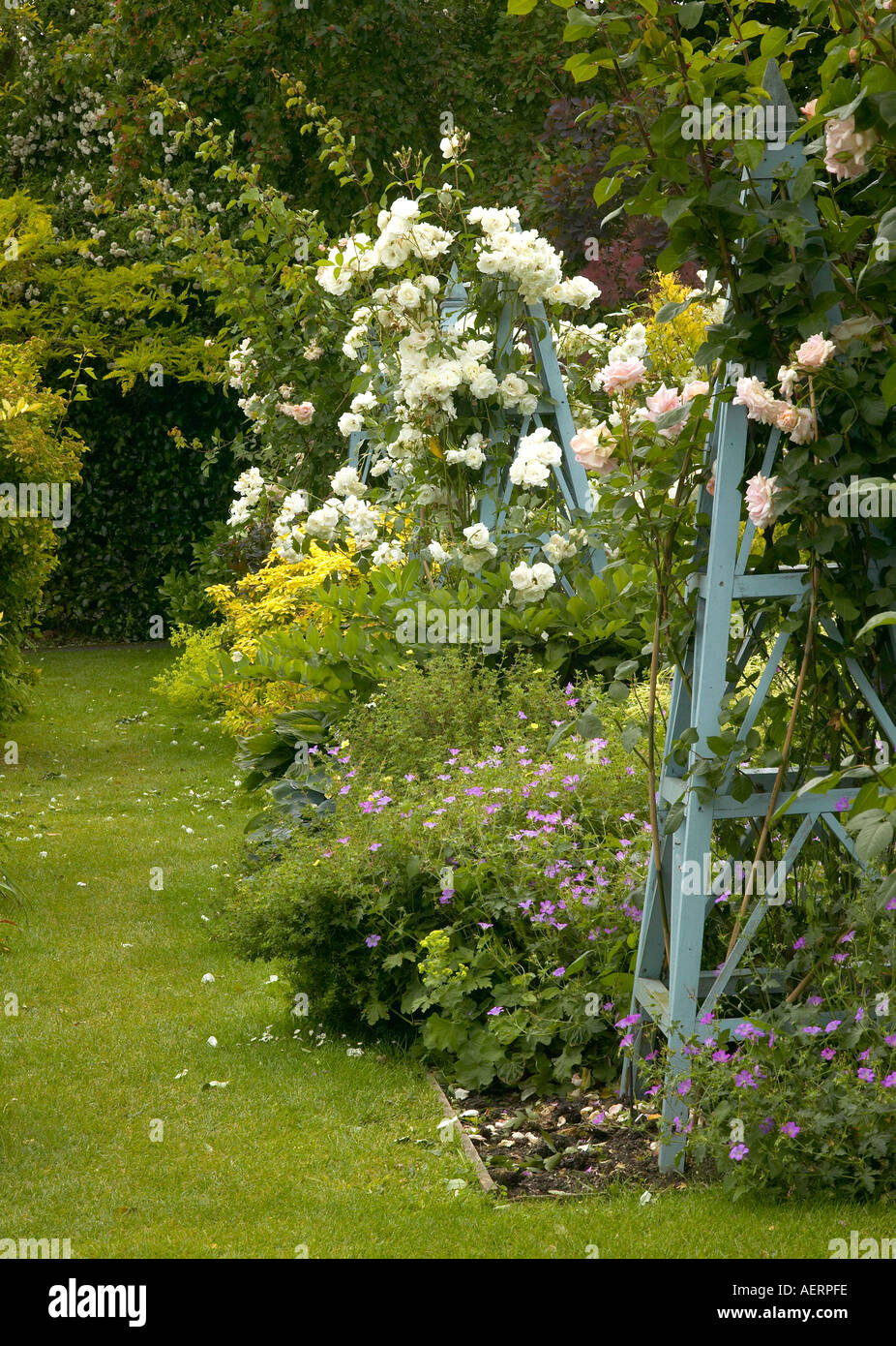 Una grande profusione di bianco rosa " Iceberg " fiori che sbocciano nel blu dipinto di giardino in legno obelisco in Sussex England Foto Stock