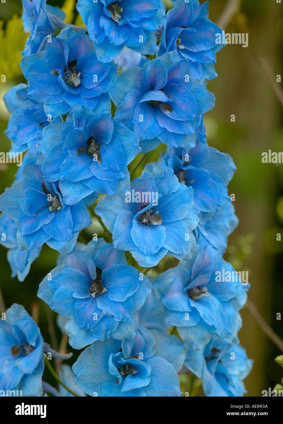 Delphinium blu fiore spike Delphinium " Blue Jay" in fiore in Sussex, Inghilterra. Foto Stock