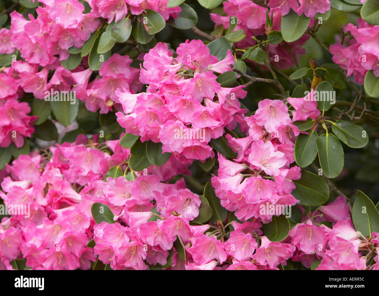 Azalea colore rosa ad arbusto (Hinomayo) in piena fioritura in primavera Foto Stock