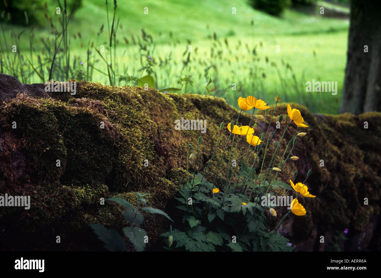 Coperte di muschio muro di pietra a Wycoller in Lancashire Foto Stock