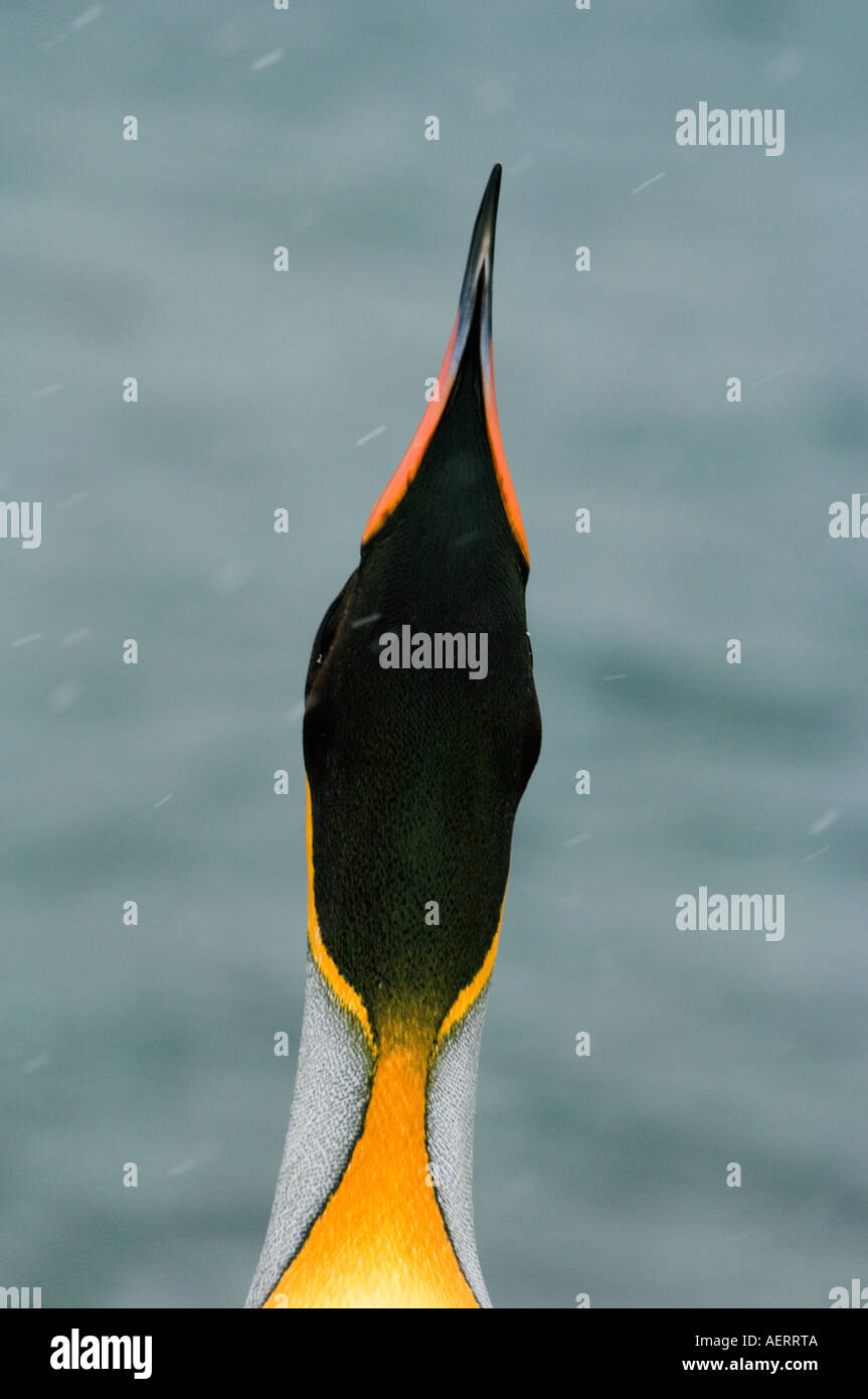 Pinguino reale (Aptenodytes patagonicus) il lato inferiore della testa e del collo, Georgia del Sud Antartide Foto Stock