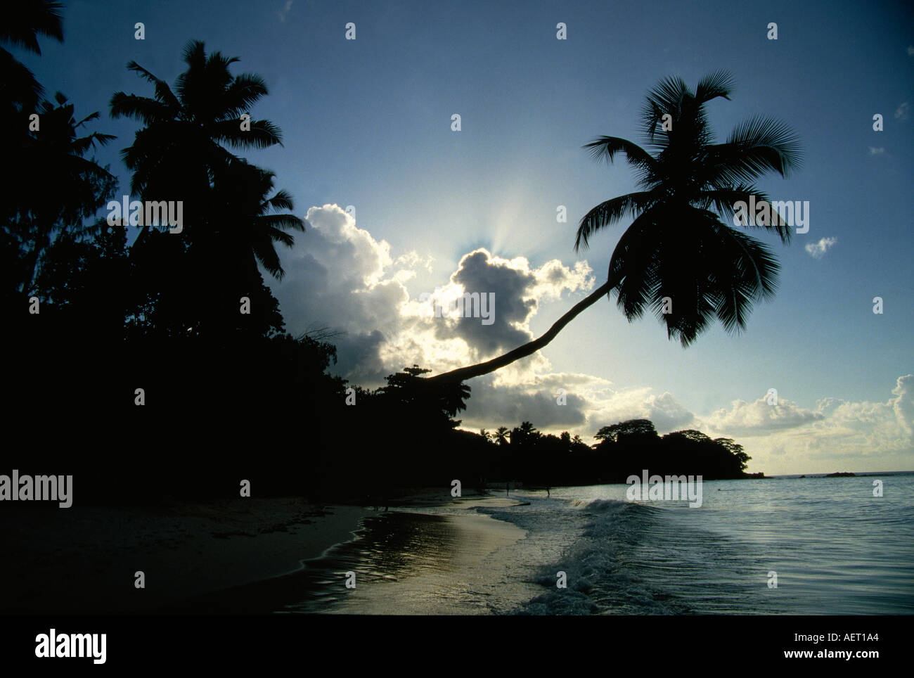 Coconut Grove a beach Isola di Mahe seychelles Foto Stock