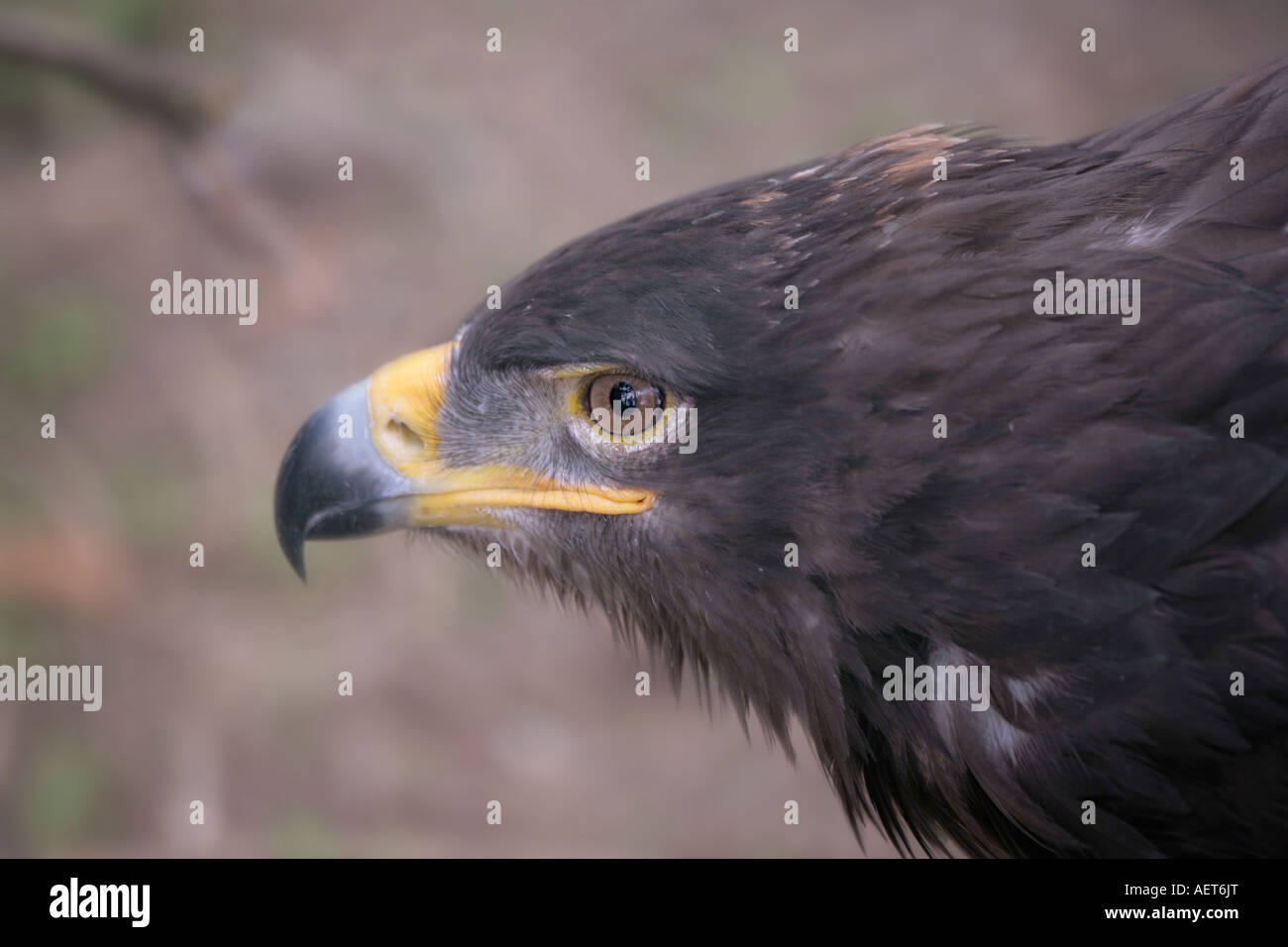 Un singolo adulto aquila steppa (Aquila nipalensis) nel profilo Foto Stock