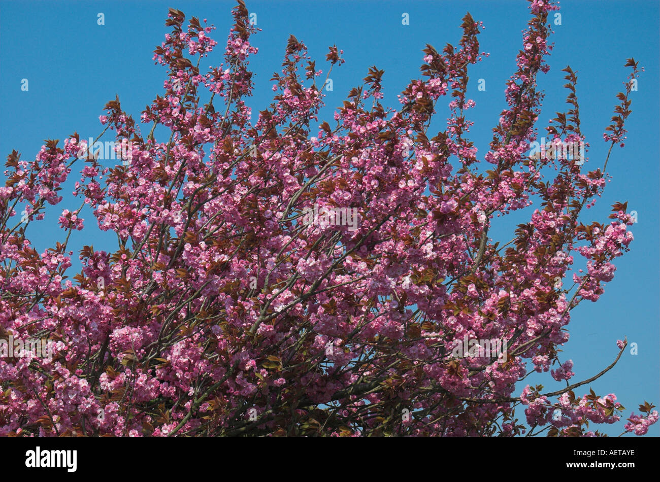 Blossom Tree in Muston North Yorkshire England Regno Unito U K Gran Bretagna Foto Stock