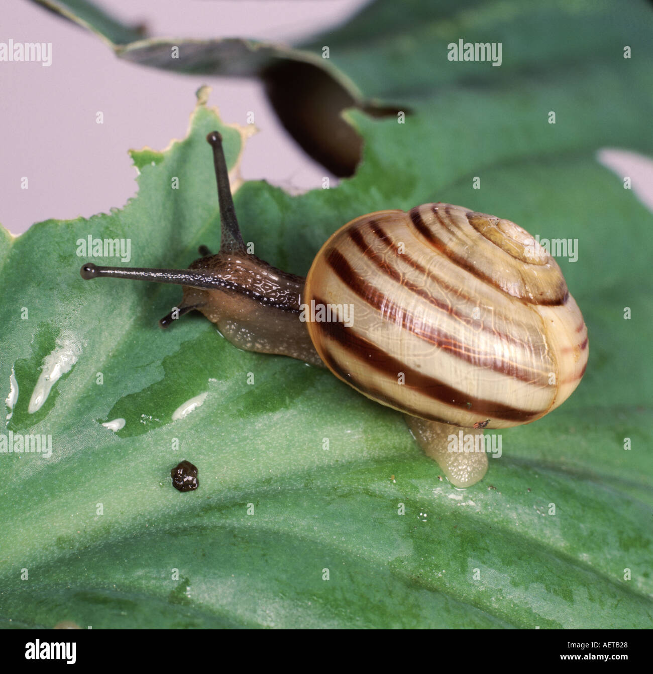 Chiusura del labbro bianco lumaca nastrati Cepaea nemoralis su Hosta leaf Foto Stock