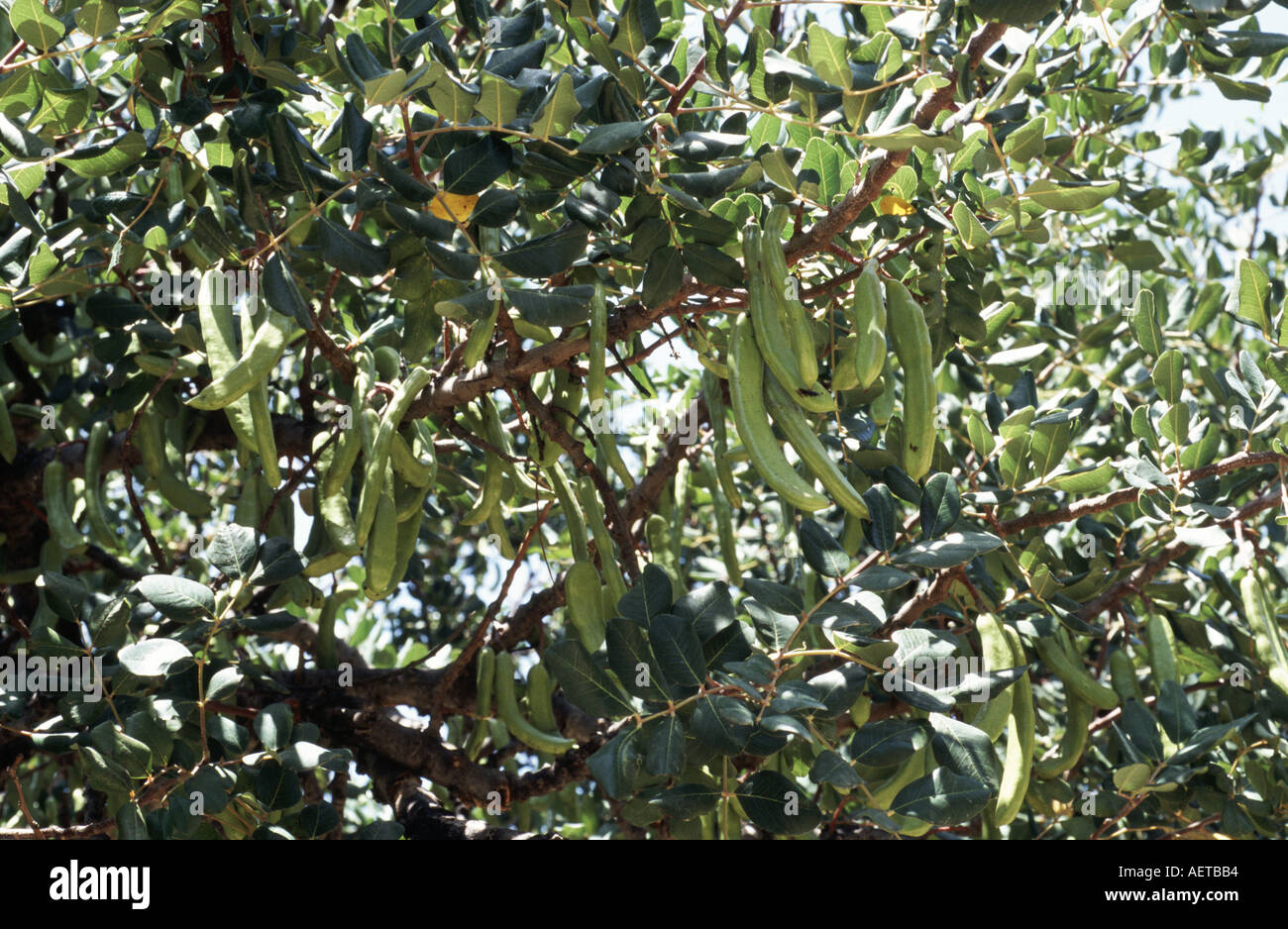 Carruba frutta crescendo su albero pendenti da rami Foto Stock