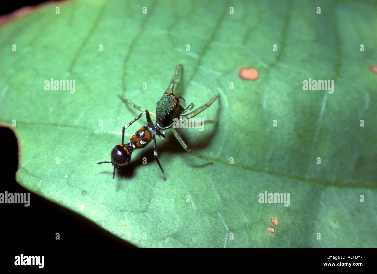 Da anteriore a posteriore jumping spider Orsima ichneumon Salticidae Foto Stock