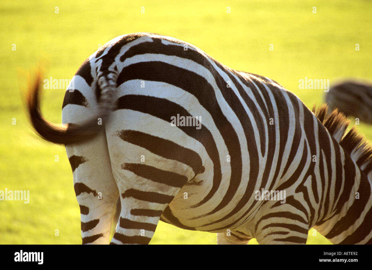 Borse di studio zebra Longleat Safari Park Wiltshire, Inghilterra Foto Stock