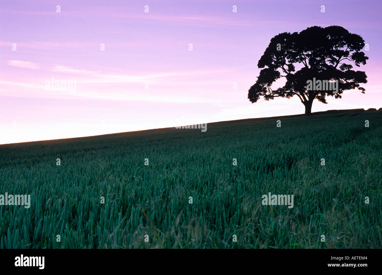 Lone Tree in campo vicino Barford St Martin, Salisbury, Wiltshire, Inghilterra, Regno Unito Foto Stock
