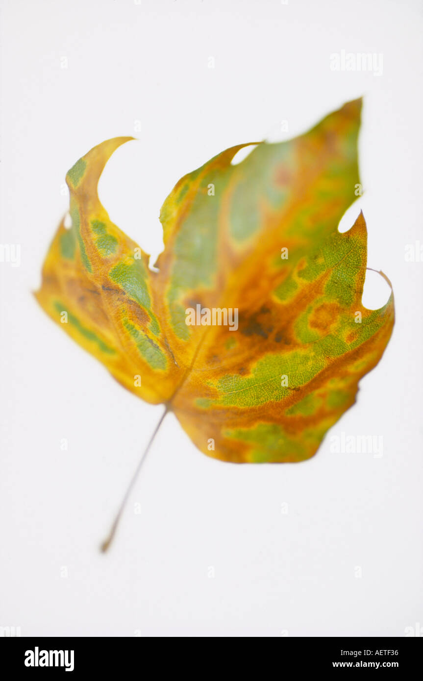 Autunno foglia di platano graphic Foto Stock