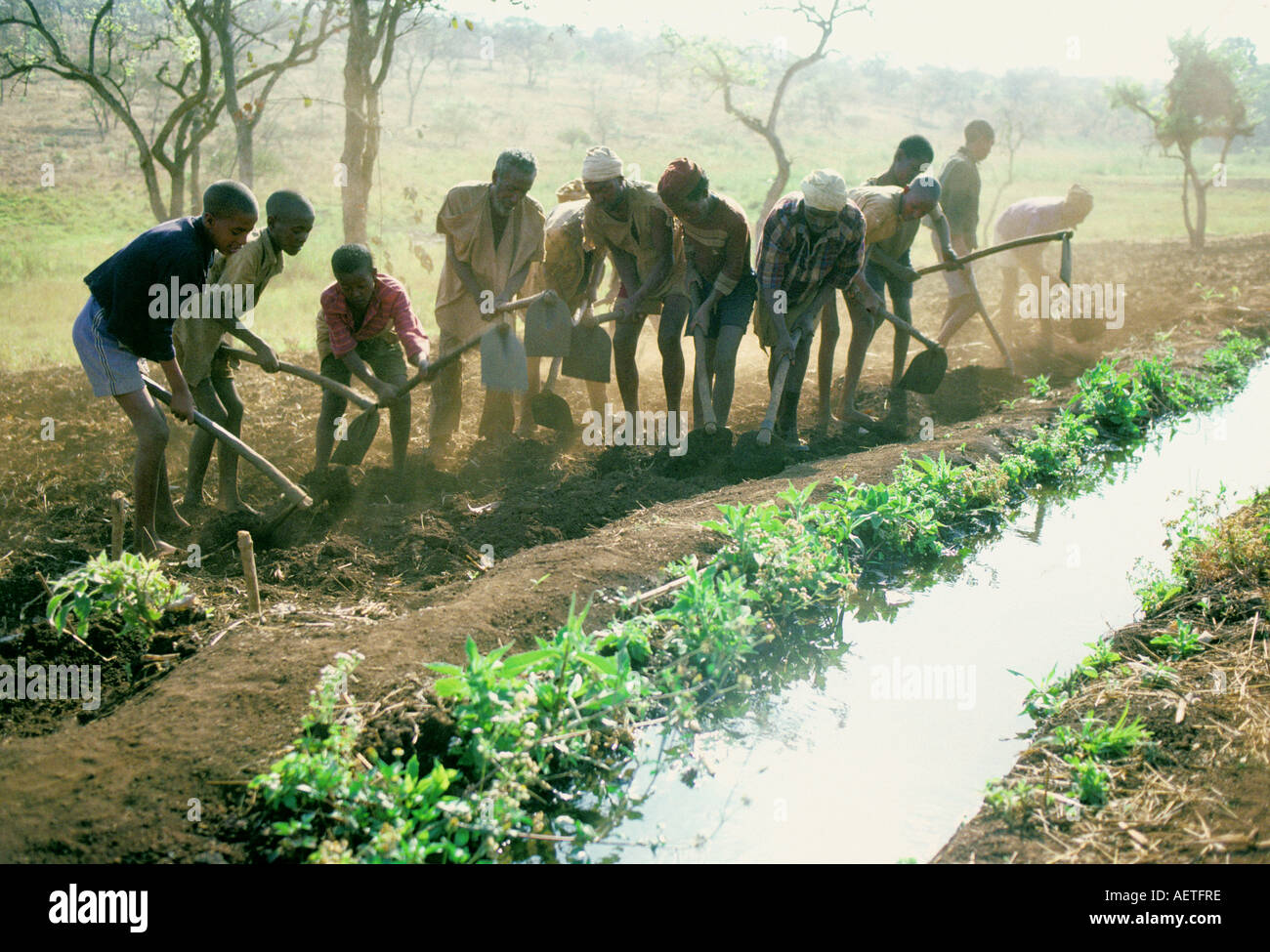 Etiopia: il reinsediamento forzato gli agricoltori coltivano te terreno sotto la direzione dalla Mengitsu di quadri Foto Stock