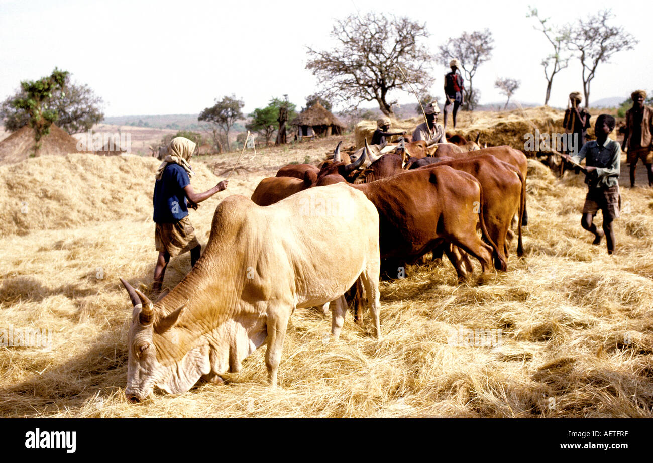 Etiopia: teff della trebbiatrice (un grano varietà) da pochi capi di bestiame e rotonda arourn per rimuovere la granella Foto Stock