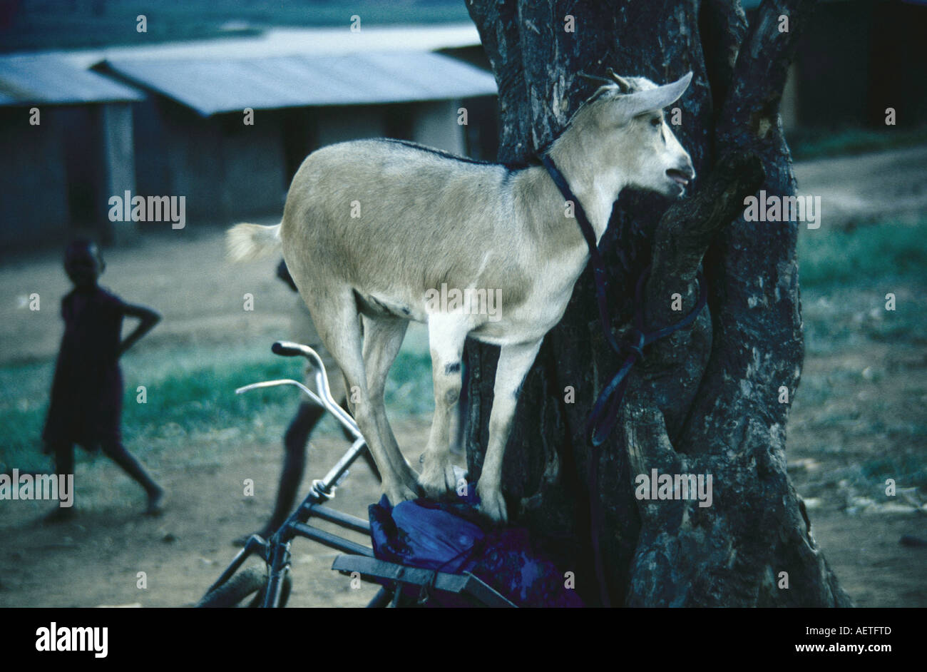 Una capra su una bicicletta in Ruanda Foto Stock