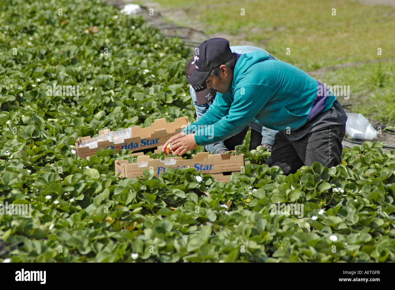 Fragola da real latina lavoratori messicani in Florida in campo invernale campo di imballaggio mercati di confezioni per la spedizione nazione ampia USA America Ispanica Foto Stock