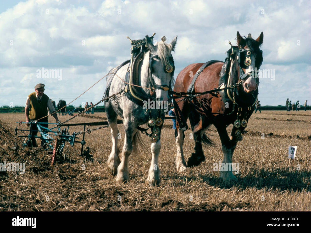 L'aratura con shire cavalli Derbyshire England Regno Unito Europa Foto Stock