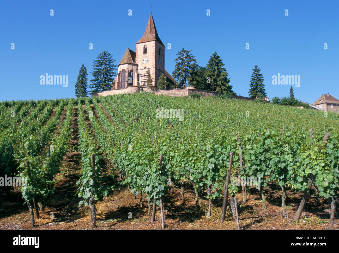 I vigneti e la chiesa cristiana Hunawihr Alsace Francia Europa Foto Stock