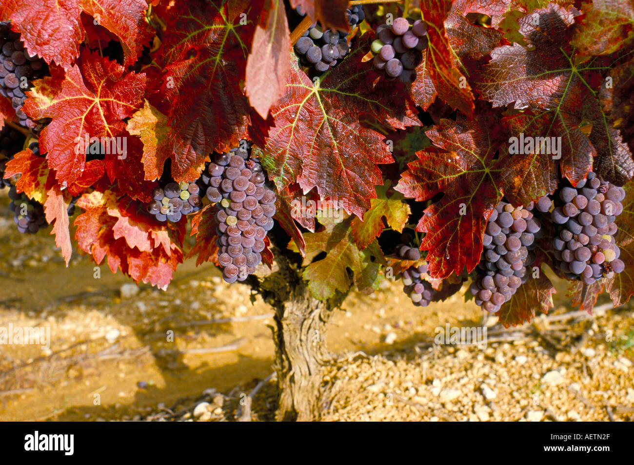 Close up di uve Grenache Provence Francia Europa Foto Stock