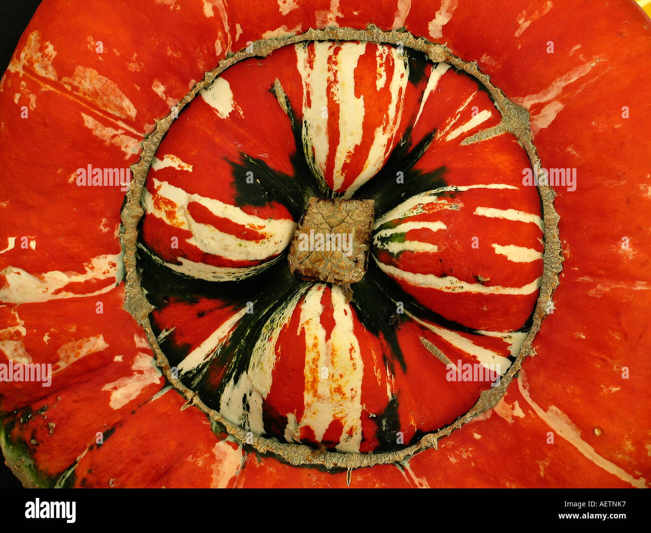 Premiati campi da squash Foto Stock