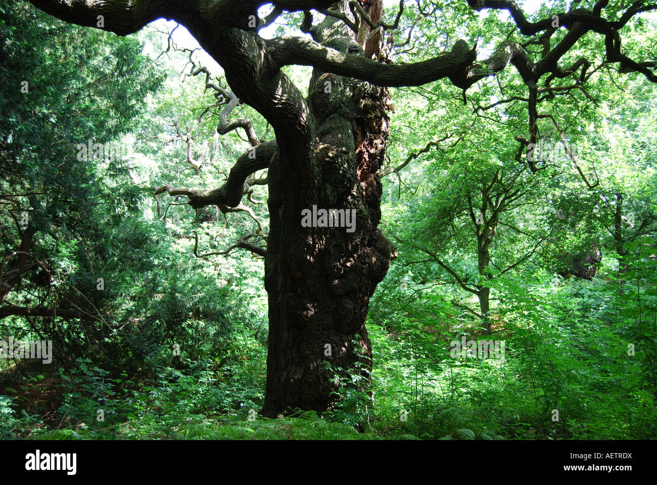 Antica quercia, Foresta di Sherwood, Nottinghamshire, England, Regno Unito Foto Stock