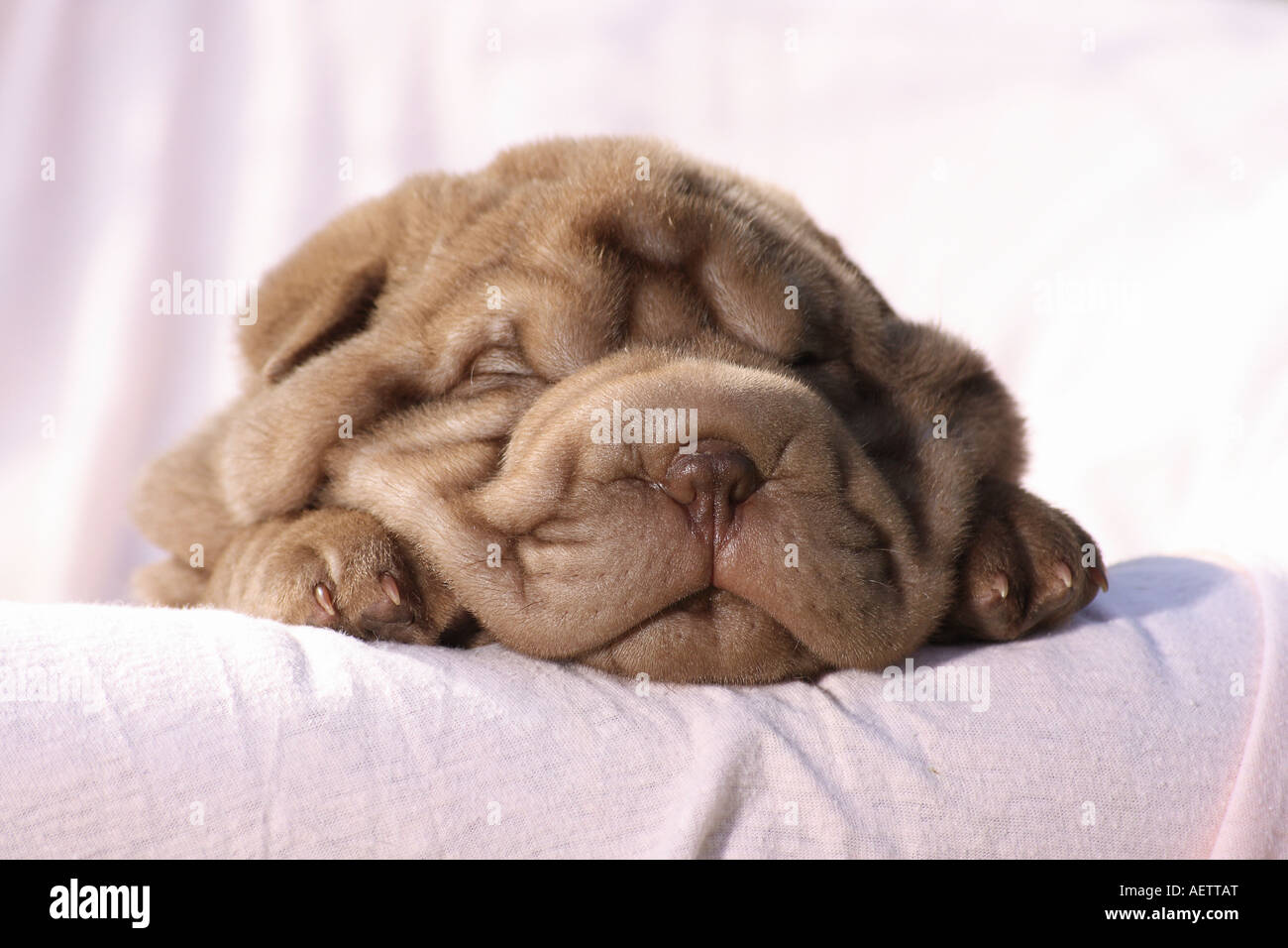 Tenda Da Doccia Con Stampo Shar Pei Cane - Acquerello Animale, 168x183 Cm, Con 12 Ganci, Per Bagno