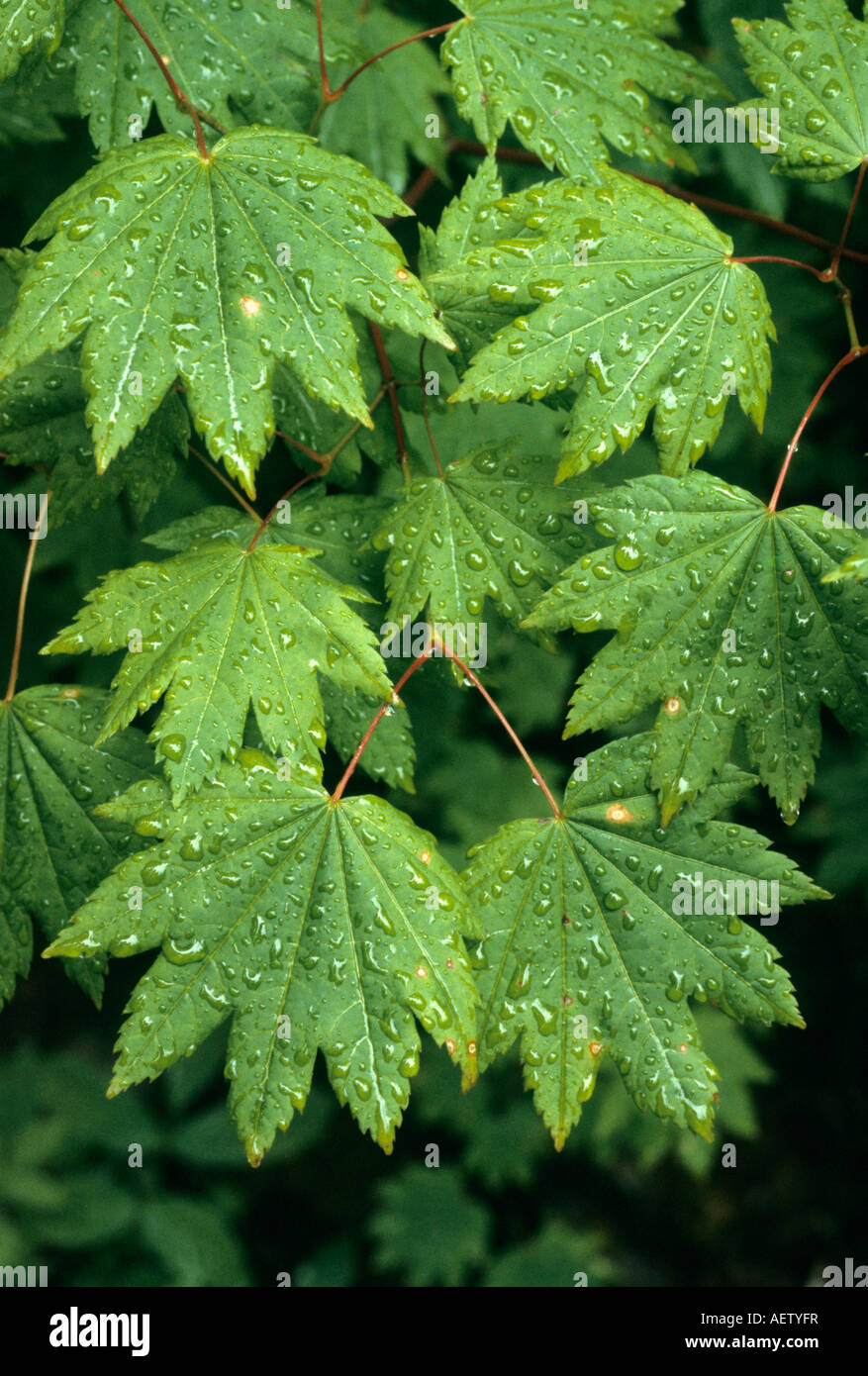 Vite (acero Acer circinatum), dopo la pioggia il parco nazionale di Olympic, Washington Foto Stock
