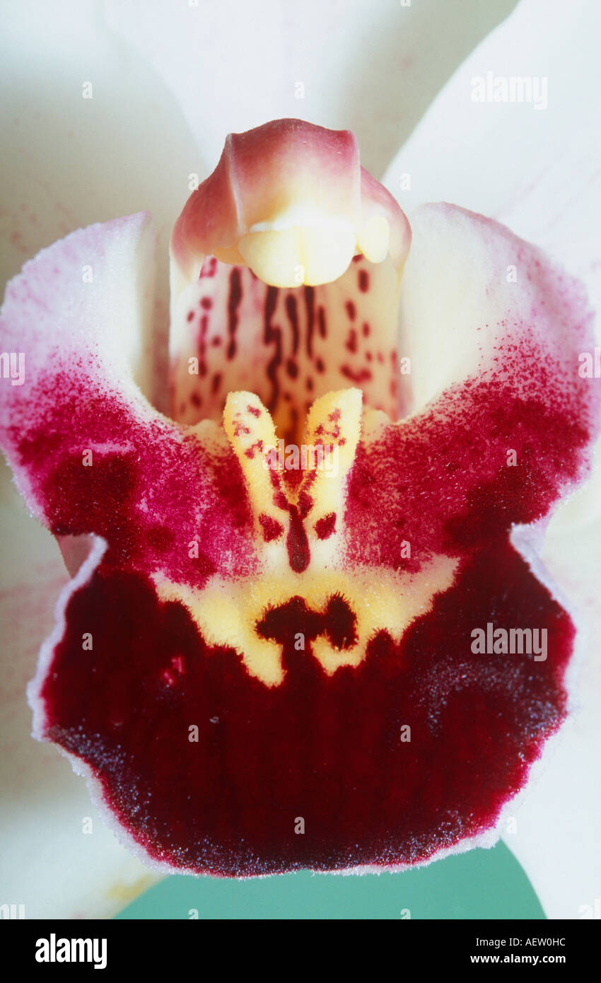 Ibrido fioritura di orchidee Foto Stock