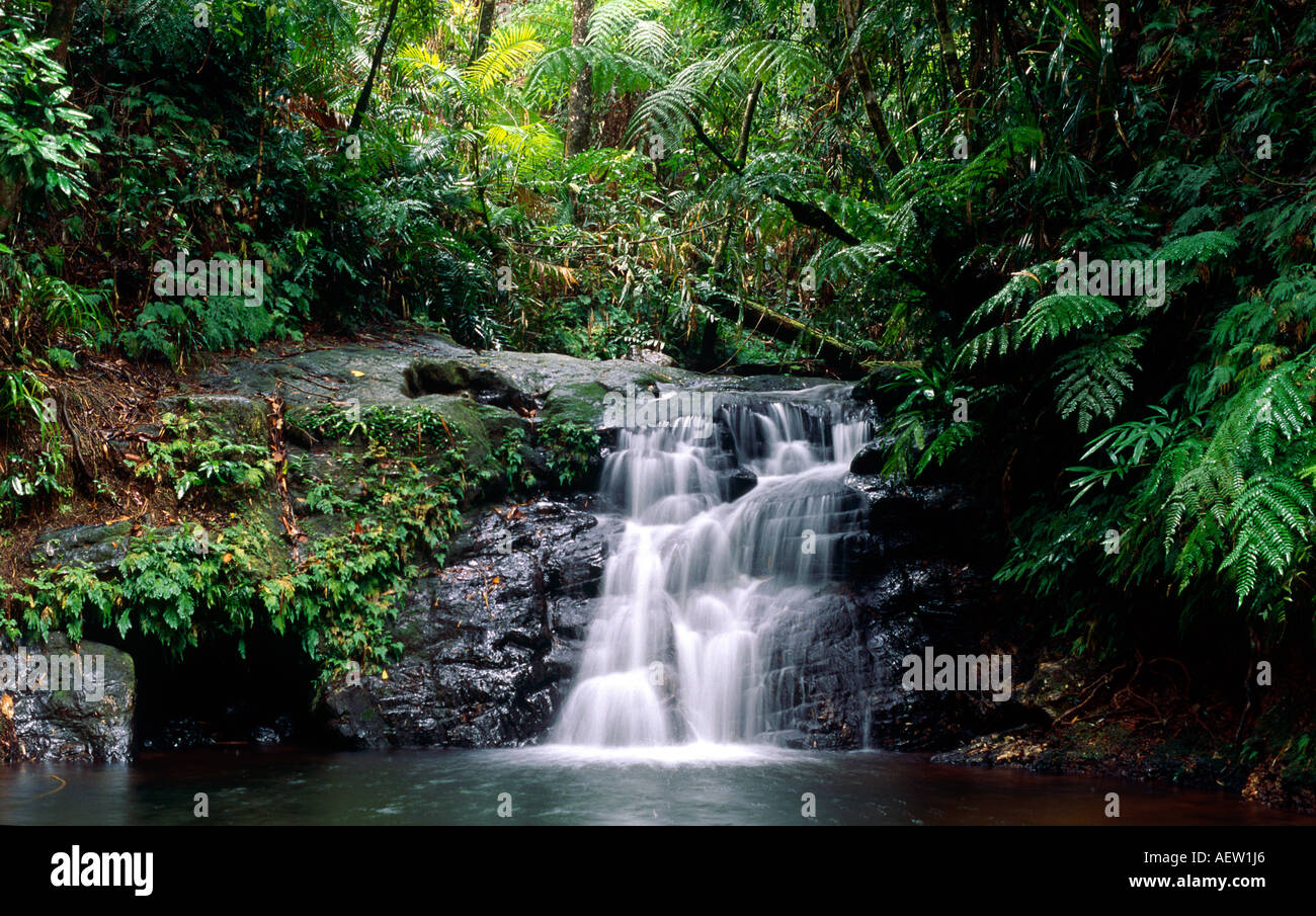 Cascata nella foresta pluviale di Cape Tribulation, Queensland, Australia Foto Stock