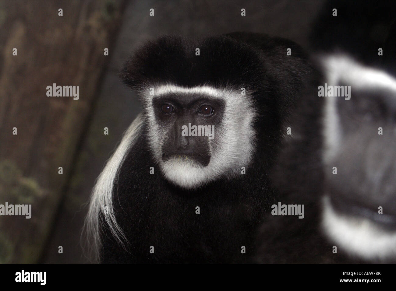 COLOBUS MONKEY Colobus guereza Foto Stock