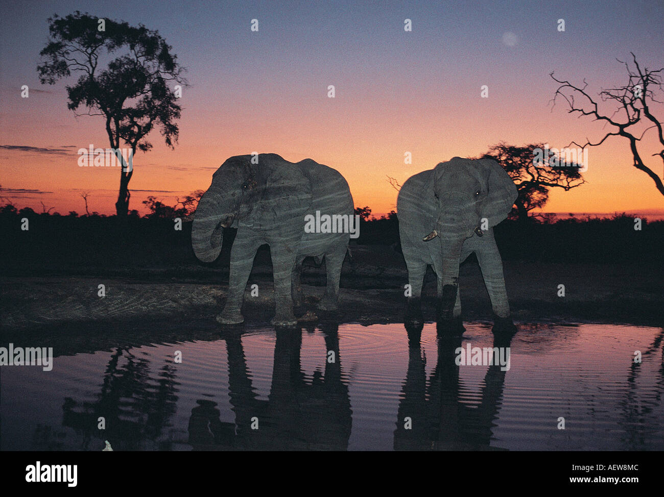 Due elefanti maschi di bere in un fiume vicino a Savuti Sud Chobe National Park Botswana Sud Africa Foto Stock